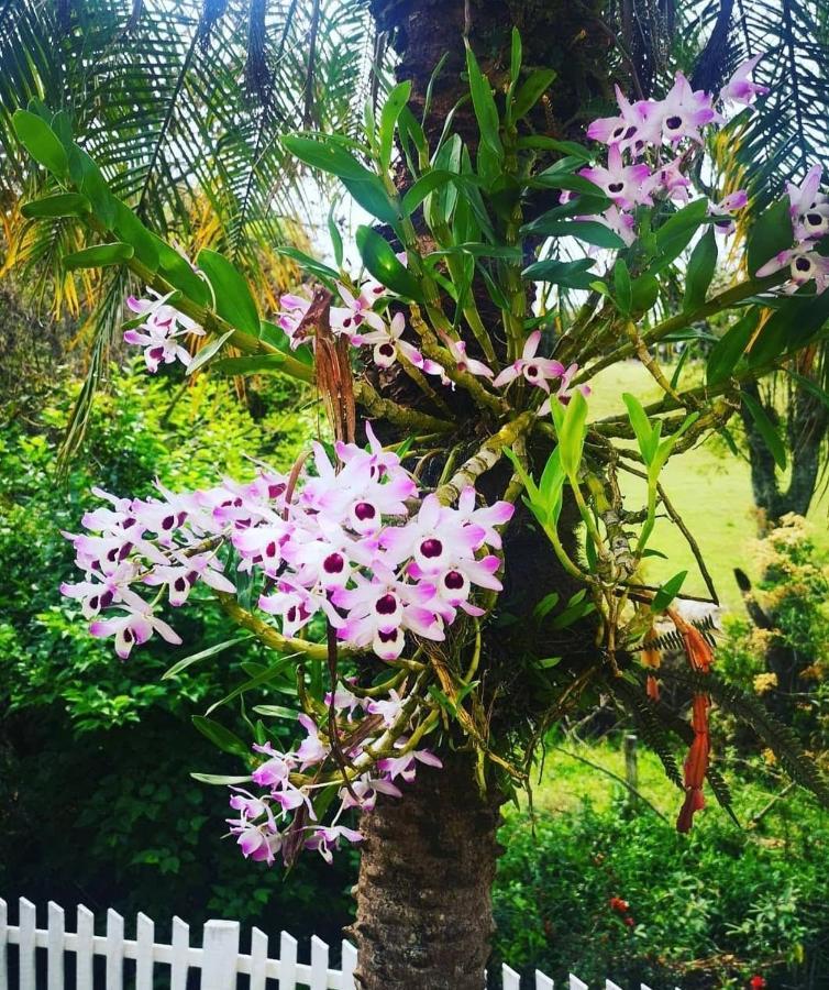 Villa Chacara Sonho Meu Pinhalzinho  Exterior foto