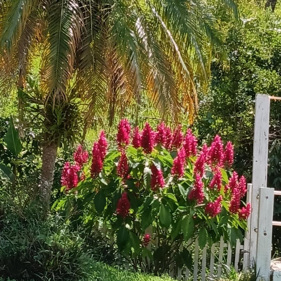 Villa Chacara Sonho Meu Pinhalzinho  Exterior foto